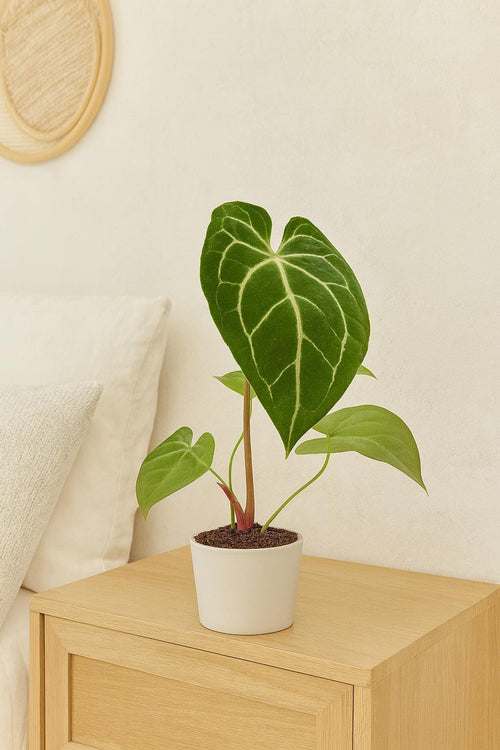Anthurium Crystallinum Indoor Plants 2" Pot Austin Jungle Co.