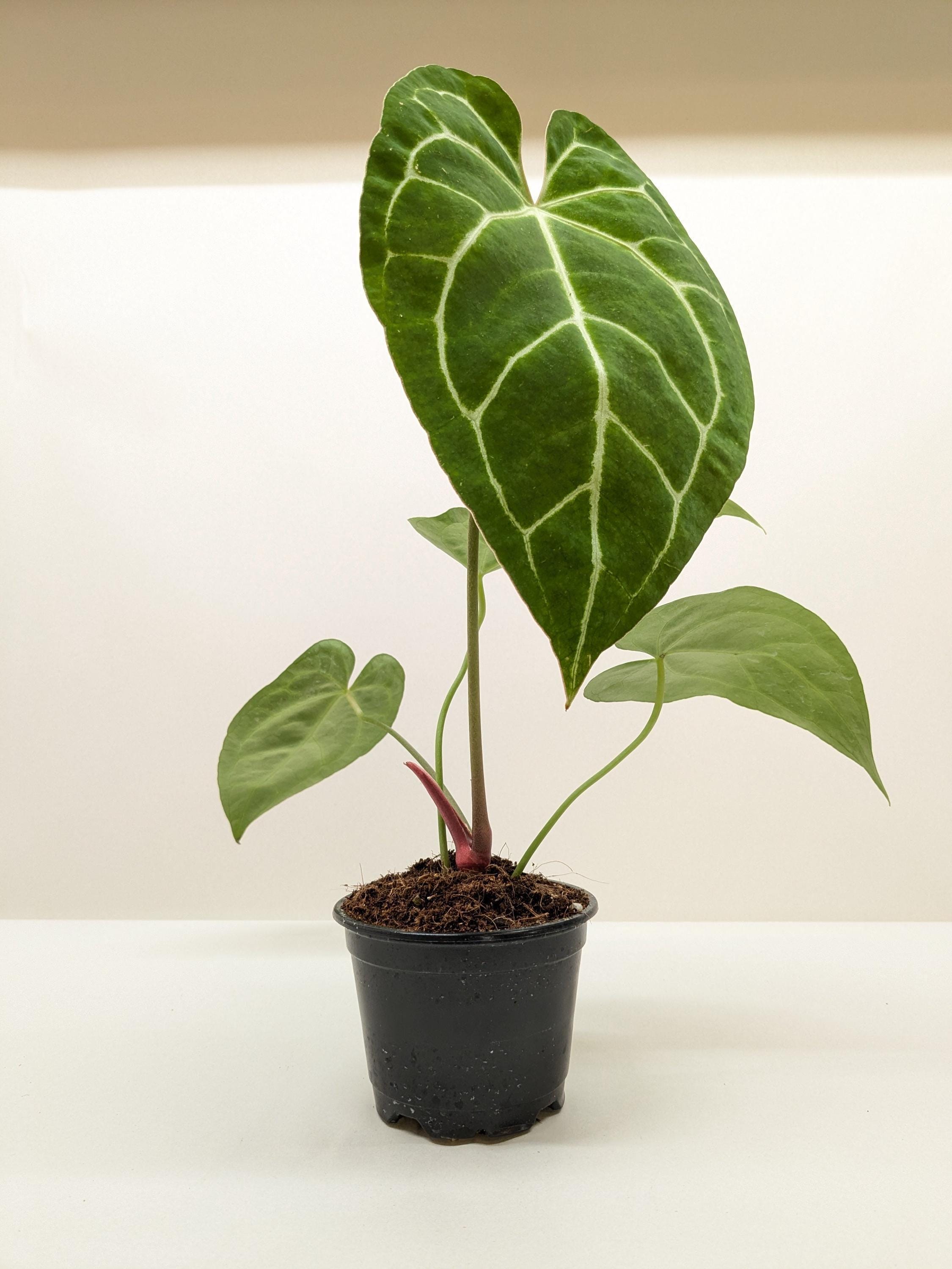 Anthurium Crystallinum Indoor Plants 2" Pot Austin Jungle Co.