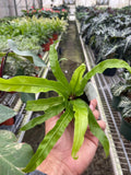 Fern 'Bird's Nest Hurricane' Indoor Plants 2" Pot / Nursery Pot Austin Jungle Co.