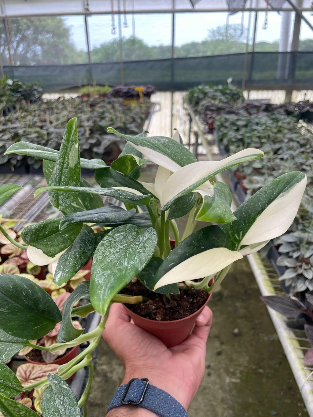 May include: A potted plant with green and white variegated leaves. The plant is a type of philodendron and is growing in a red pot.