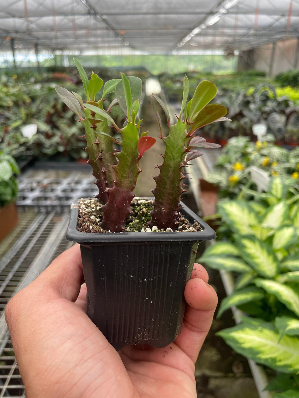 Succulent Euphorbia 'Trigona Rubra' Succulent 2" Pot Austin Jungle Co.