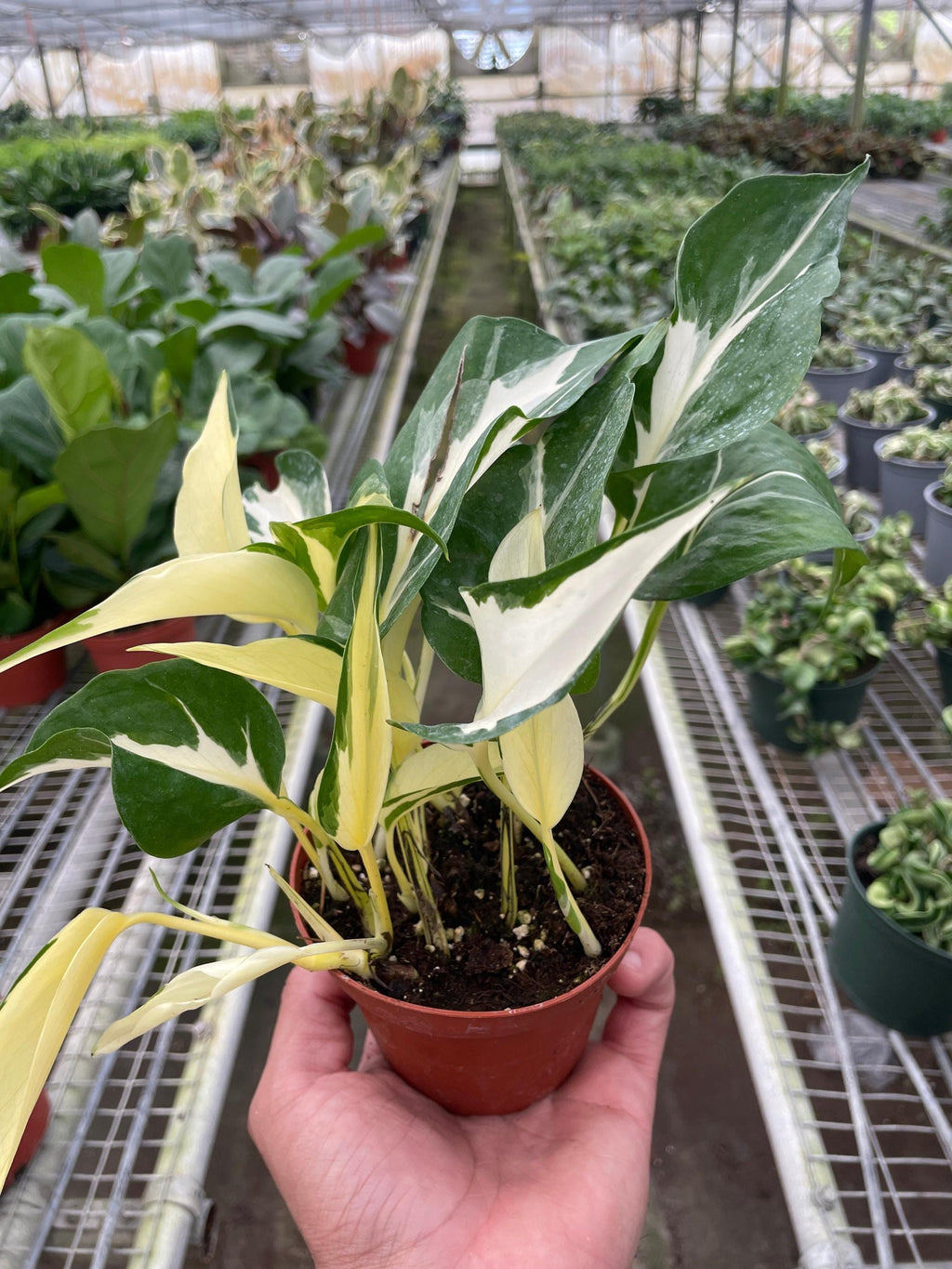 Pothos 'Mutant Manjula' 3" Pot Austin Jungle Co.