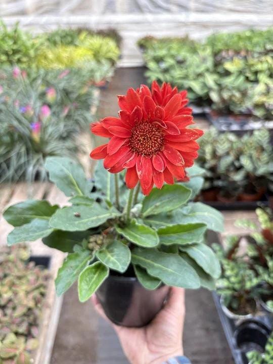 Gerbera Sweet Love Red Default 6" Pot Austin Jungle Co.