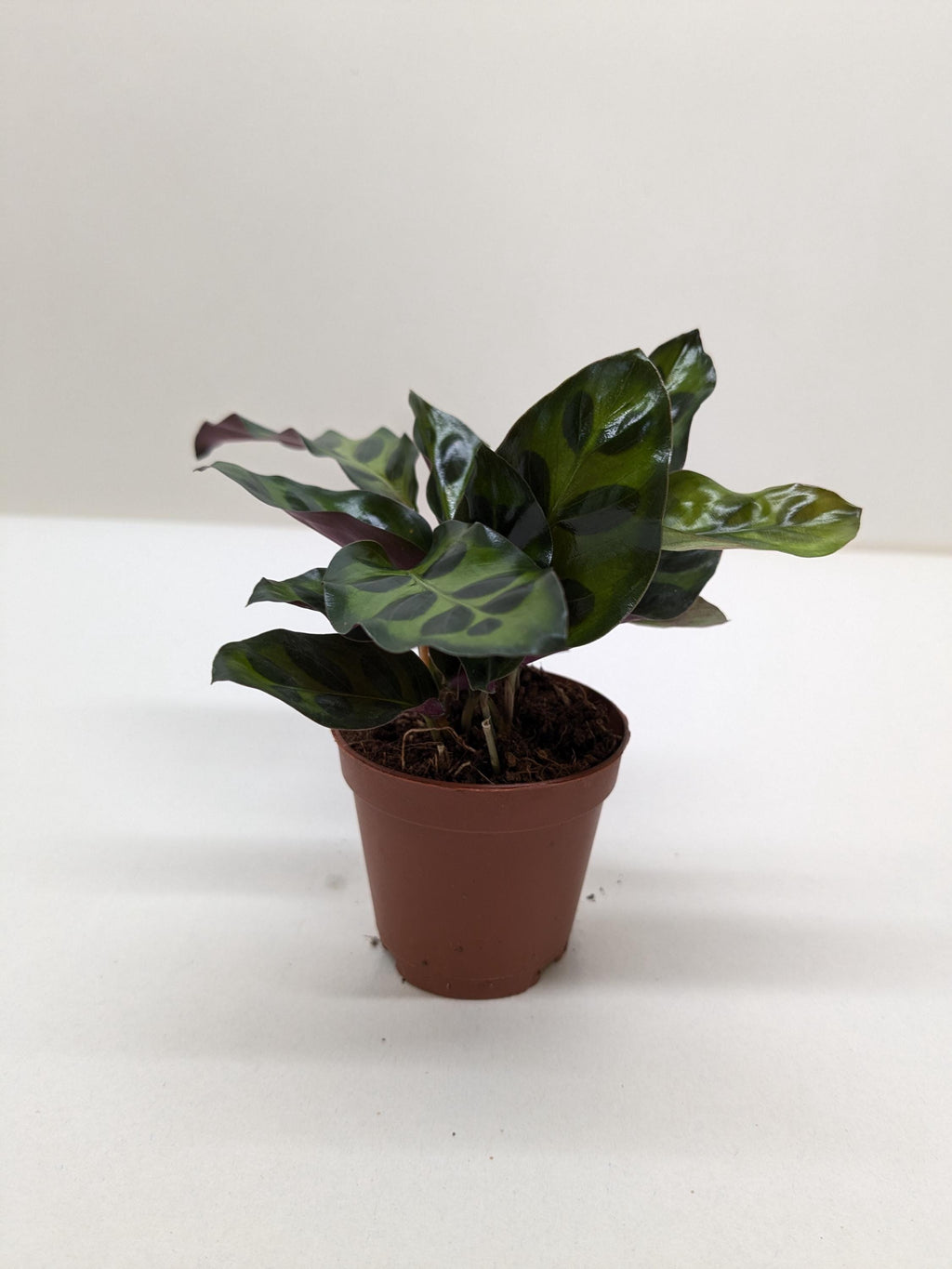 Calathea Lancifolia 'Rattlesnake' Indoor Plants 2" Pot / Nursery Pot Austin Jungle Co.