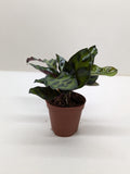 Calathea Lancifolia 'Rattlesnake' Indoor Plants 2" Pot / Nursery Pot Austin Jungle Co.