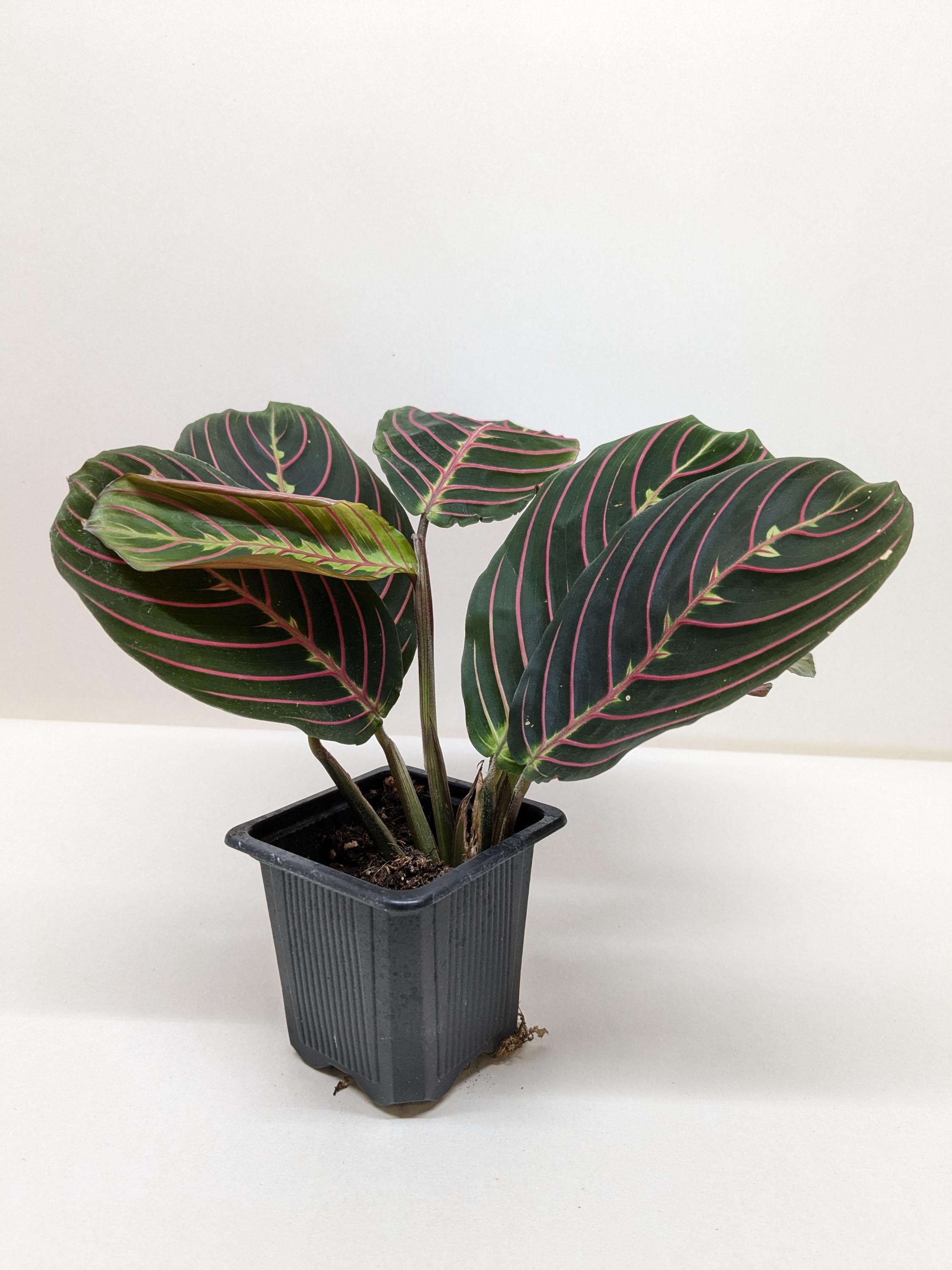 Maranta Red Prayer Plant Indoor Plants 3" Pot / Nursery Pot Austin Jungle Co.
