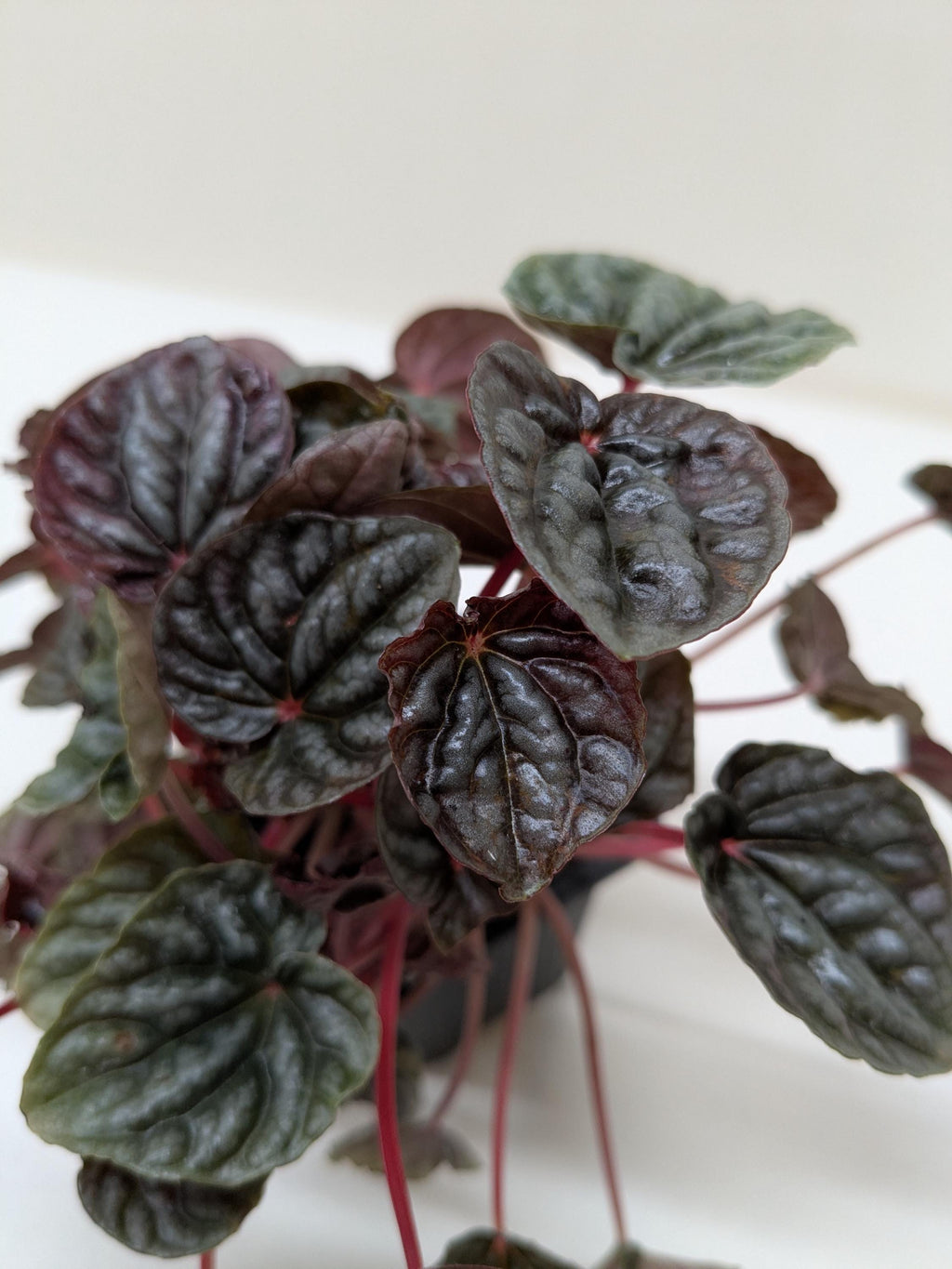 Peperomia 'Ripple Red' 4" Plant (1) ($4) 3" Pot Austin Jungle Co.
