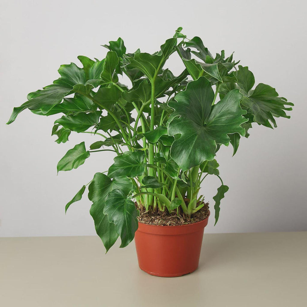 Philodendron 'Little Hope' Default 4" Pot Austin Jungle Co.
