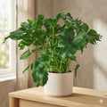 Philodendron 'Little Hope' Default 4" Pot Austin Jungle Co.