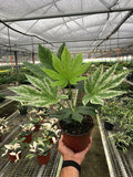 Fatsia 'Spider's Web' Indoor Plants 6" Pot Austin Jungle Co.