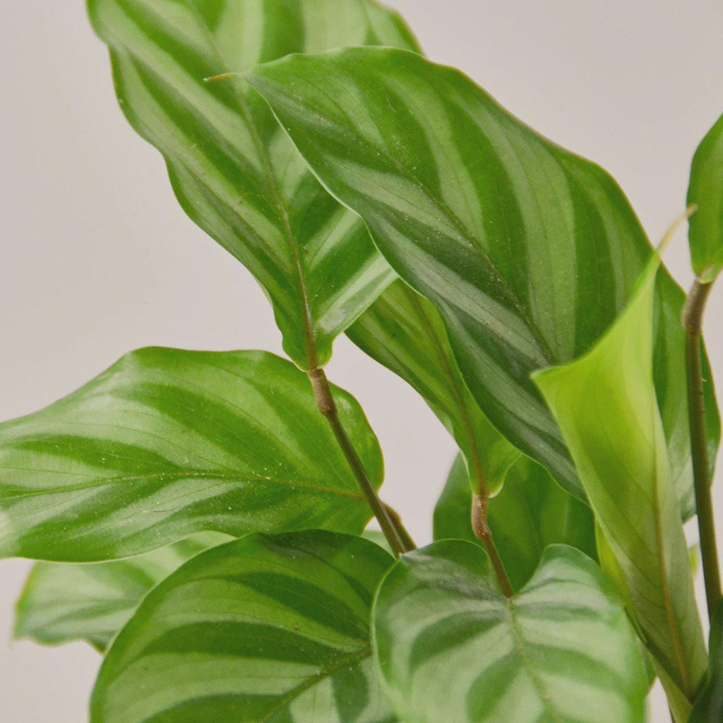 Calathea Concinna 'Freddie' Indoor Plants 4" Pot Austin Jungle Co.