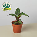 Calathea 'Beauty Star' Indoor Plants 4" Pot Austin Jungle Co.