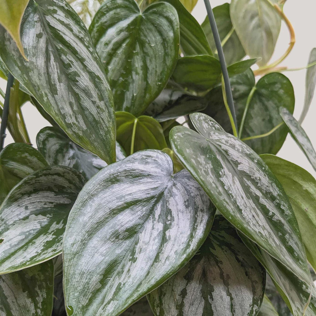 Philodendron 'Brandtianum' Indoor Plants 4" Pot Austin Jungle Co.