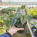 Philodendron 'Brandtianum' Indoor Plants 4" Pot Austin Jungle Co.