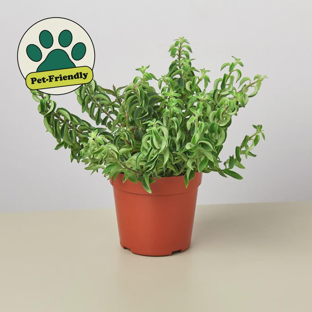 Curly Lipstick Plant Indoor Plants 3" Pot Austin Jungle Co.