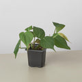 Philodendron 'Velvet' Indoor Plants 3" Pot / Nursery Pot Austin Jungle Co.