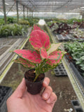 Chinese Evergreen 'Lady Valentine' Indoor Plants 2" Pot Austin Jungle Co.