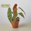Begonia 'Maculata' 4" Plant (1pk/$2) ($6 Ship/15oz) 4" Pot Austin Jungle Co.
