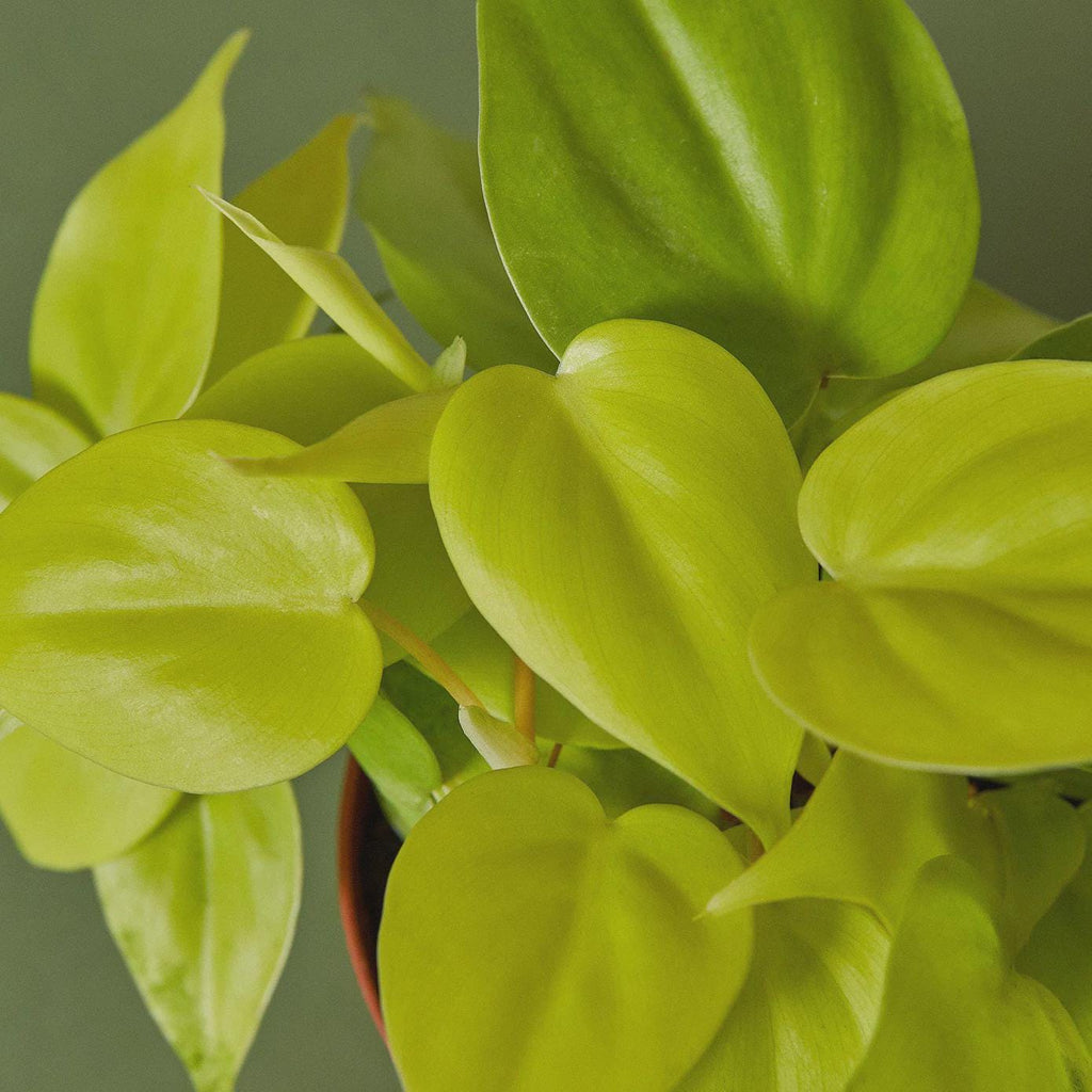 Philodendron 'Neon' 4" Plant 3" Pot Austin Jungle Co.