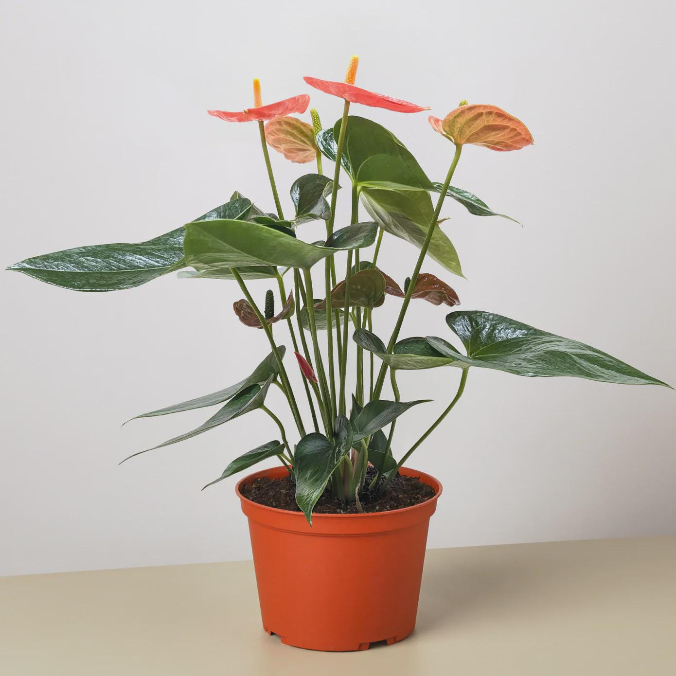 Anthurium 'Orange' Indoor Plants 6" Pot Austin Jungle Co.