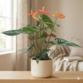 Anthurium 'Orange' Indoor Plants 6" Pot Austin Jungle Co.
