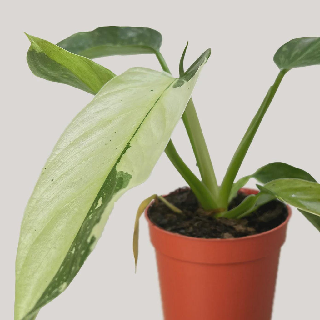 Philodendron Jose Bueno 4" Plant 4" Pot Austin Jungle Co.