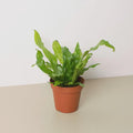 Fern 'Crocodile' Indoor Plants 4" Pot Austin Jungle Co.