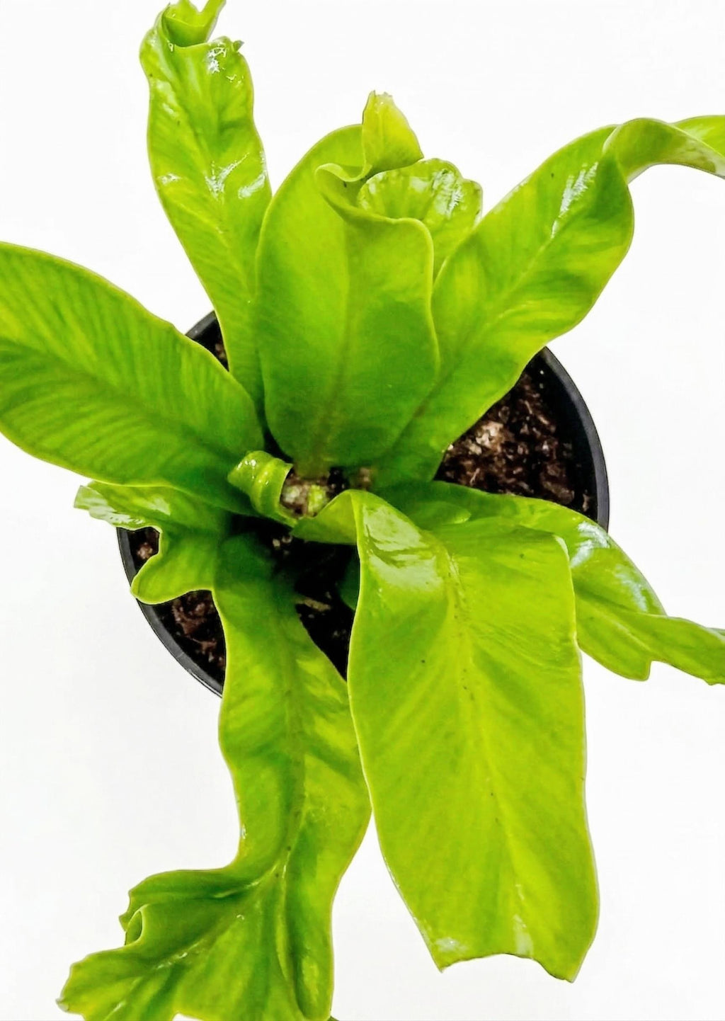 Bird's Nest 'Leslie' Fern Indoor Plants 4" Pot Austin Jungle Co.