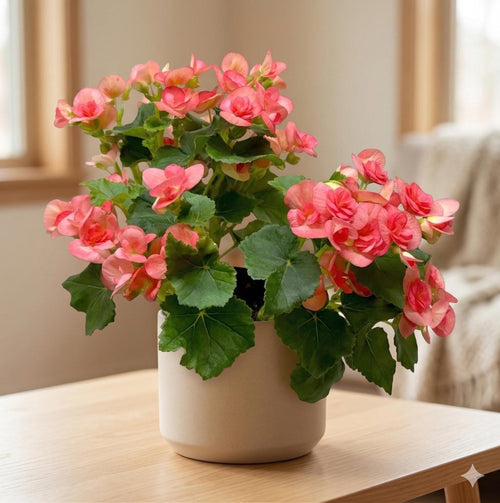 Begonia 'Reiger'