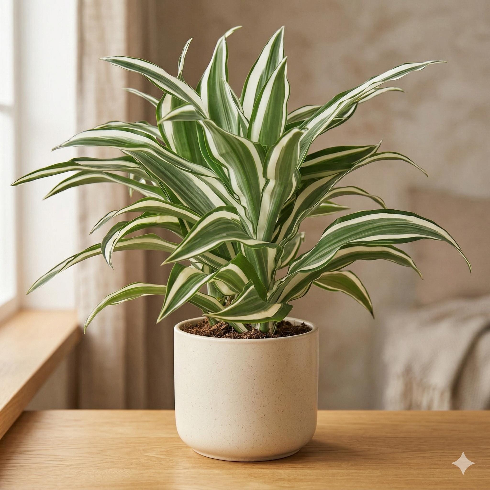 Dracaena 'Warneckii White Jewel' Default 4" Pot Austin Jungle Co.