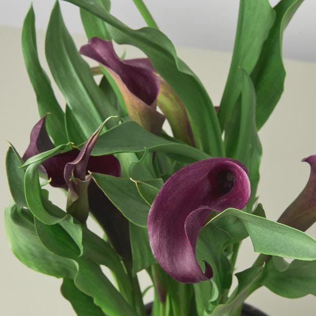Calla Lily 6" Plant (2pk/$4.5) ($15 Ship/63oz) 4" Pot / Pink Austin Jungle Co.