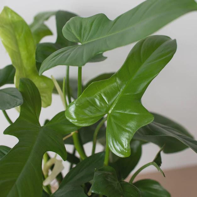 Philodendron 'Silver Sword' Indoor Plants 4" Pot Austin Jungle Co.