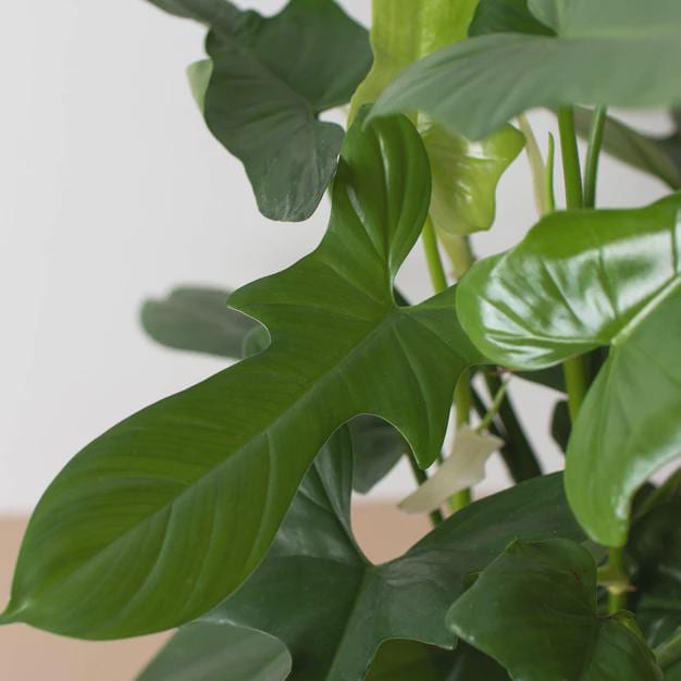 Philodendron 'Silver Sword' Indoor Plants 4" Pot Austin Jungle Co.