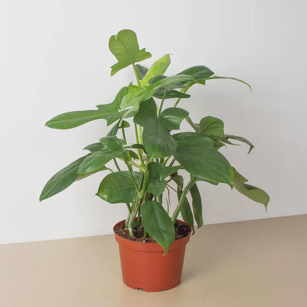 Philodendron 'Silver Sword' Indoor Plants 4" Pot Austin Jungle Co.