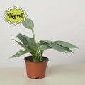 Philodendron 'Silver Sword' Indoor Plants 4" Pot Austin Jungle Co.