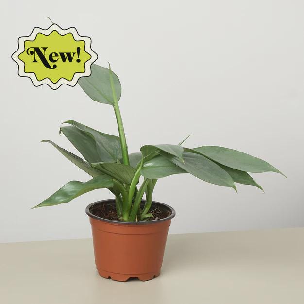 Philodendron 'Silver Sword' Indoor Plants 4" Pot Austin Jungle Co.
