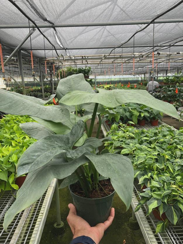 Philodendron 'Silver Sword' Indoor Plants 4" Pot Austin Jungle Co.