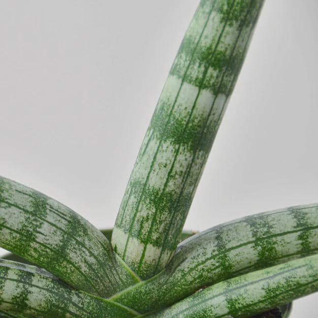 Snake Plant Starfish Indoor Plants 3" Pot Austin Jungle Co.