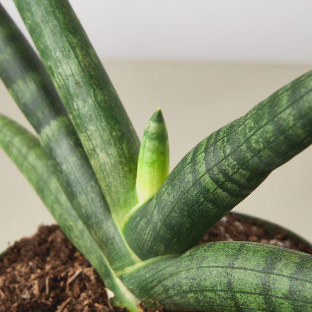 Snake Plant Starfish Indoor Plants 3" Pot Austin Jungle Co.