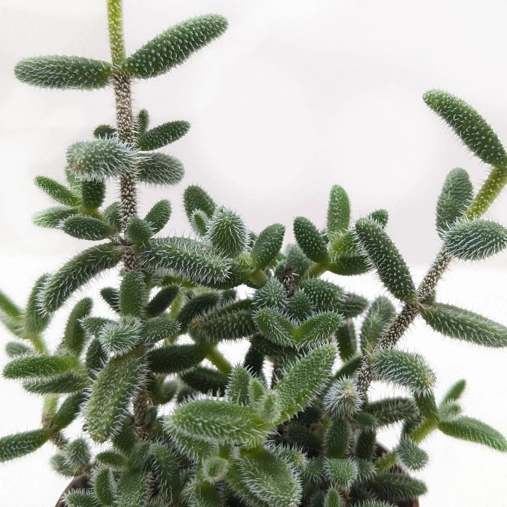 Delosperma echinatum 'Pickle Plant' 3" Pot Austin Jungle Co.
