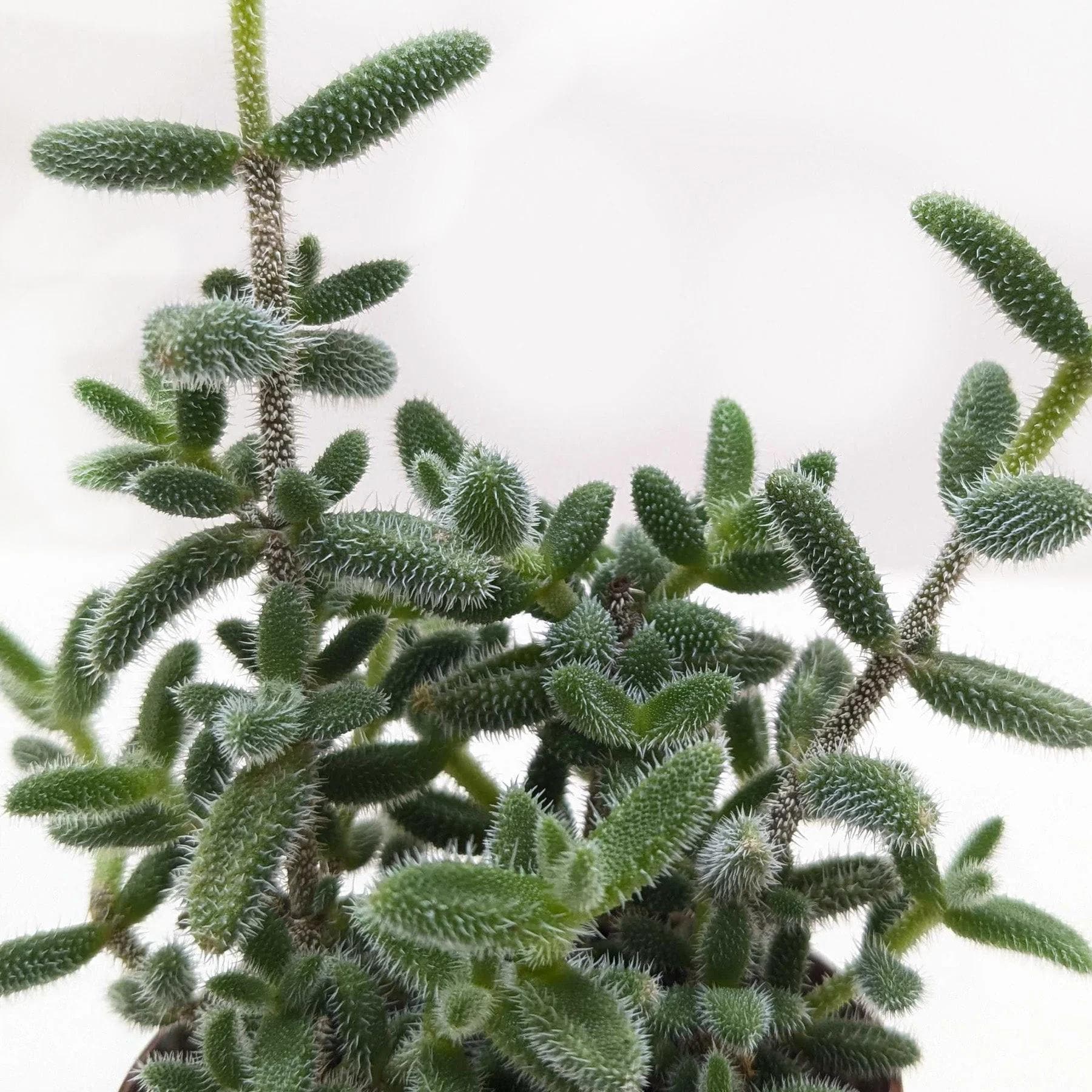 Delosperma echinatum 'Pickle Plant' 3" Pot Austin Jungle Co.