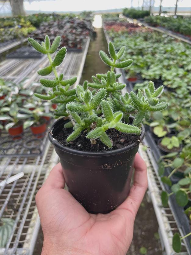 Delosperma echinatum 'Pickle Plant' 3" Pot Austin Jungle Co.