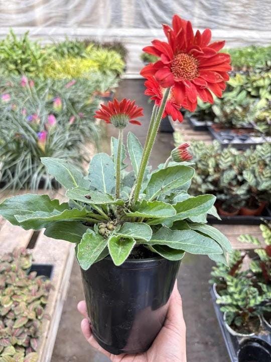 Gerbera Sweet Love Red Default 6" Pot Austin Jungle Co.