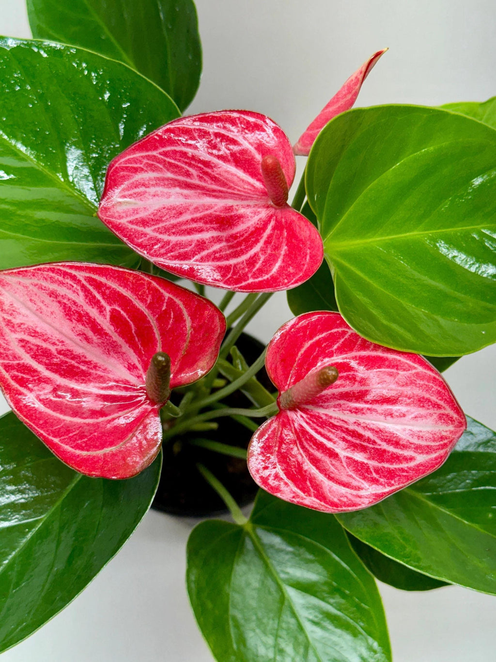 Anthurium 'Livium' Indoor Plants 4" Pot / Nursery Pot Austin Jungle Co.
