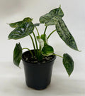 Alocasia 'Dragon Scale Mint' Indoor Plants 4" Pot Austin Jungle Co.