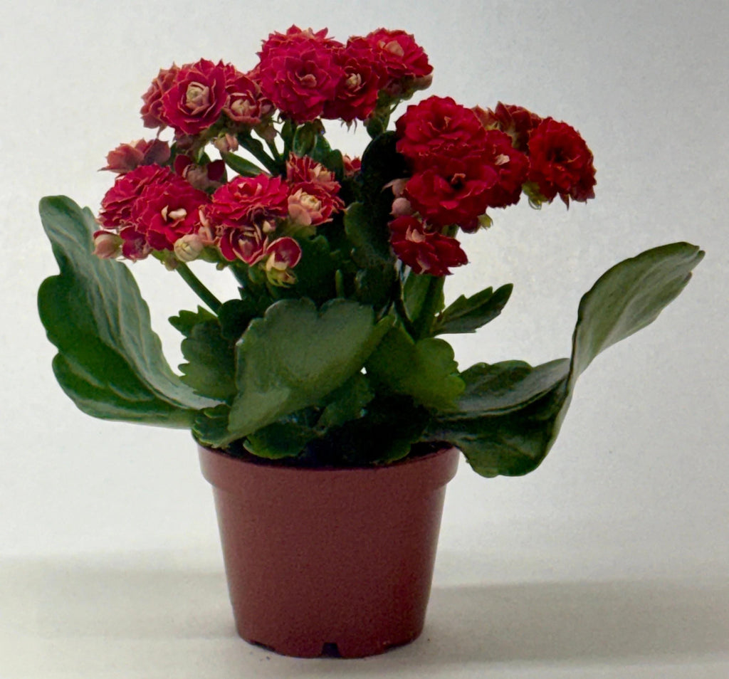 Kalanchoe 'Blossfeldiana' 4" Plant (1pk/$2) ($6 Ship/15oz) 3" Pot / Pink Austin Jungle Co.