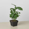 Arabica Coffee Indoor Plants 3" Pot / Nursery Pot Austin Jungle Co.