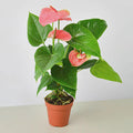 Anthurium 'Pink' Indoor Plants 4" Pot Austin Jungle Co.