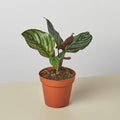 Calathea 'Ornata' Indoor Plants 4" Pot Austin Jungle Co.