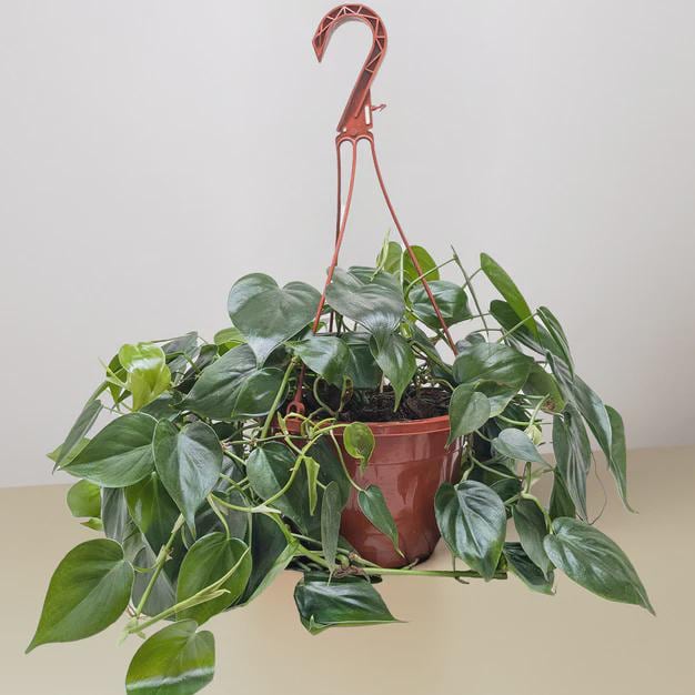 Philodendron Cordatum Heartleaf Indoor Plants 8" Pot / Nursery Pot Austin Jungle Co.